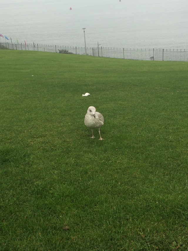devon-photo-diary-2